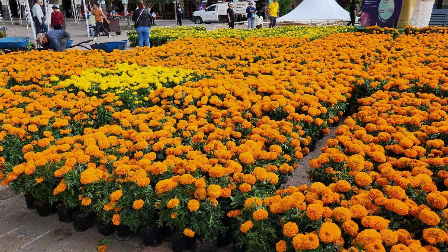 flores zócalo (1)